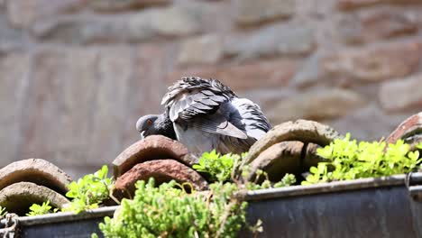 pigeon interacting with garden plants in piedmont