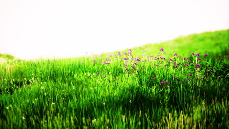 Green-meadow-under-blue-sky