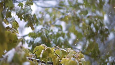 snow falling on autumn leaves