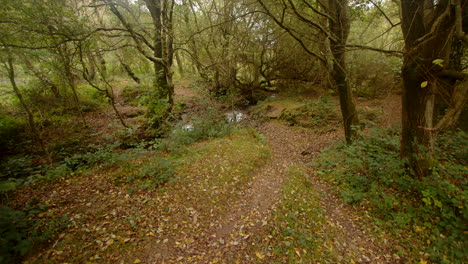 Un-Bosque-Abierto-Con-Un-Arroyo-Al-Fondo-En-El-Bosque-Nuevo