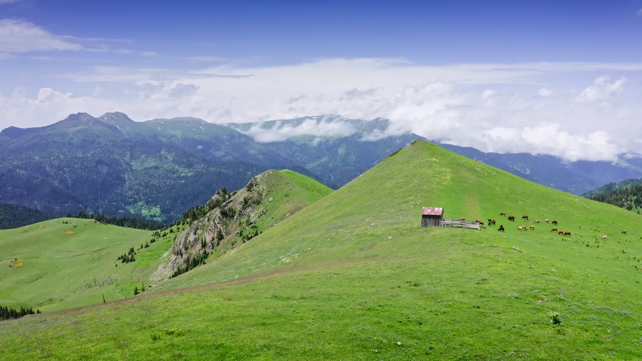 вид с беспилотника на зеленые холмы высокогорных пастбищ с пасущимся скотом