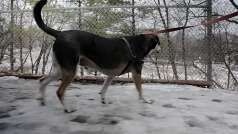 Un-Perro-Paseando-Por-Un-Barrio-Cubierto-De-Hielo