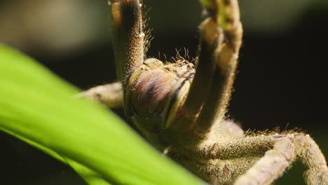 Wandering-Spider-in-defense-position-motionless-on-leaf,-Tambopata-National-Reserve