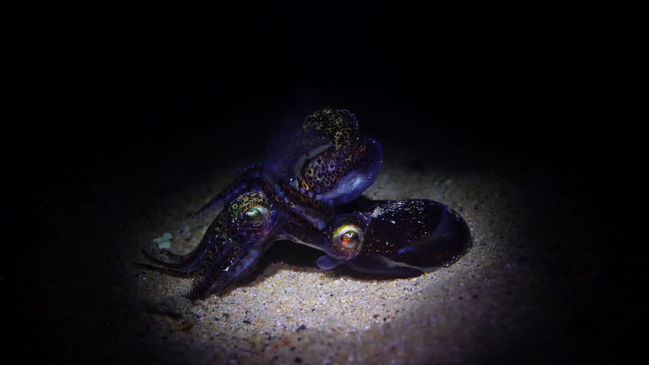 mating Southern Bobtail Squid at night Euprymna tasmanica 4k 25fps