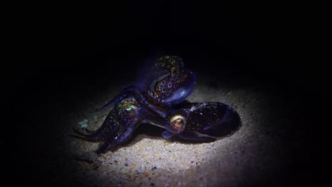 mating southern bobtail squid at night euprymna tasmanica 4k 25fps