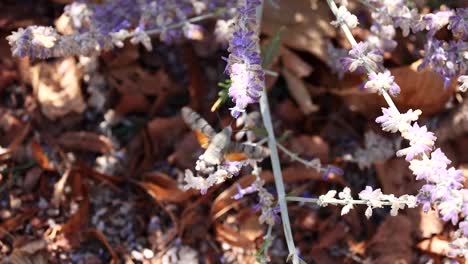 moth feeding on lavender flowers in france