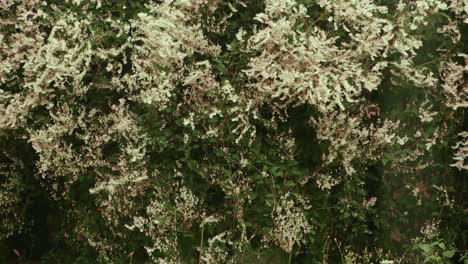 árboles y flores europeos bajo la lluvia de otoño con pinos y arbustos