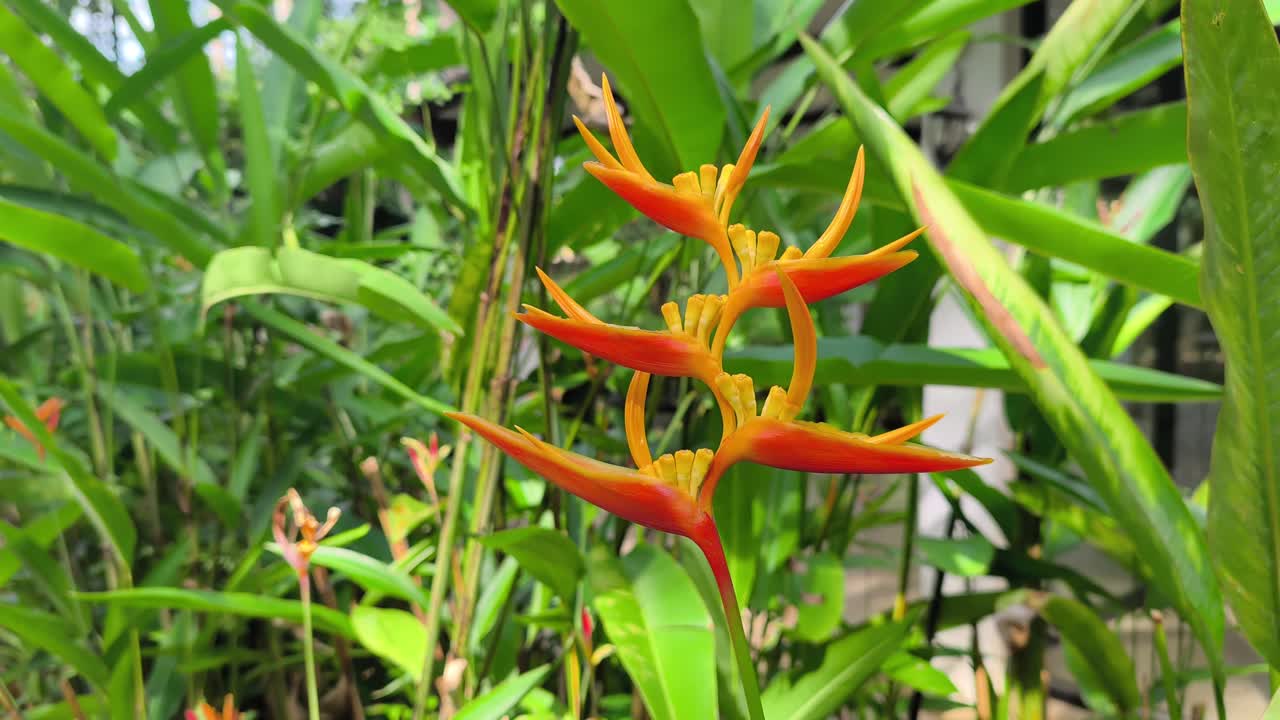Fiori di heliconia vivaci sbocciano su una pianta coltivata. Questa specie tropicale presenta brattee cerose uniche. Prospera magnificamente in un ambiente lussureggiante e verdeggiante.