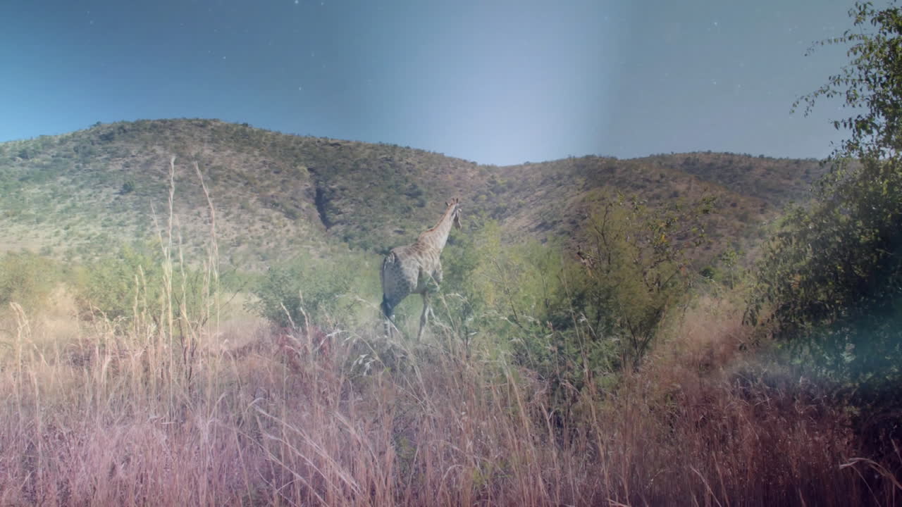 Standing in tall grass, giraffe surrounded by bushes in hilly landscape animation