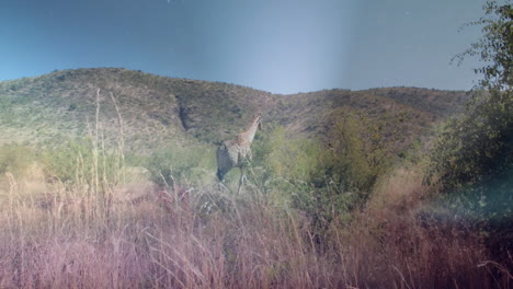 standing in tall grass, giraffe surrounded by bushes in hilly landscape animation