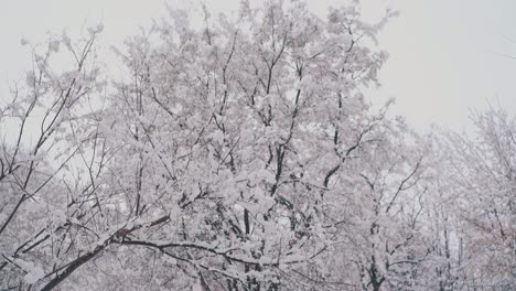 Hohe-Bäume-Mit-Langen-Ästen-Und-Dicken-Schneeschichten