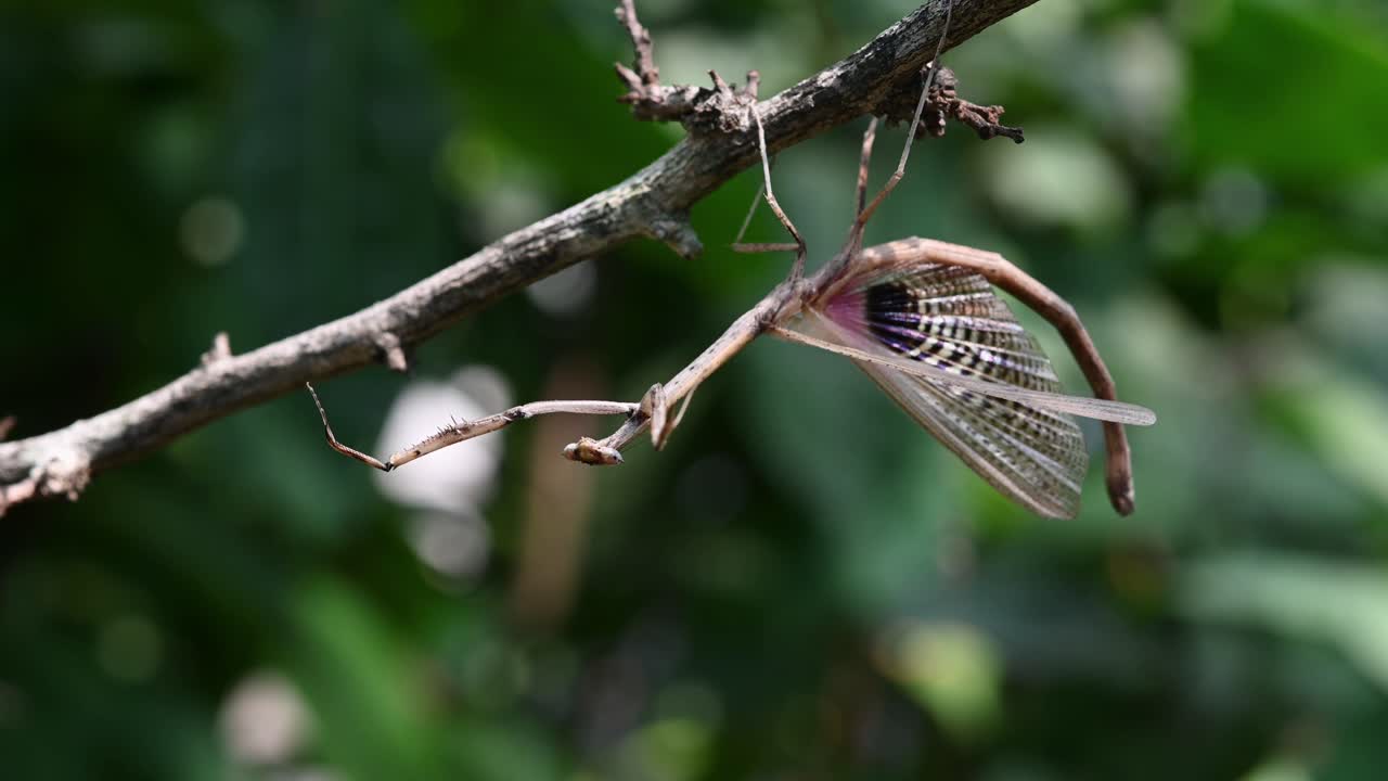 heterochaetula straminea, 사마귀, 4k 영상