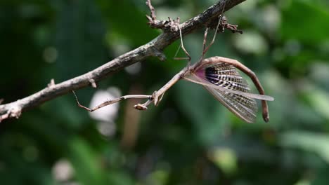 heterochaetula straminea, mantis, imágenes de 4k