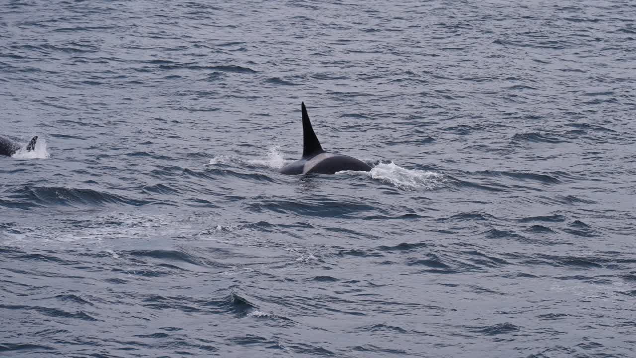 A lone orca surfaces in Vestarelen’s vast ocean waters, a serene and powerful scene