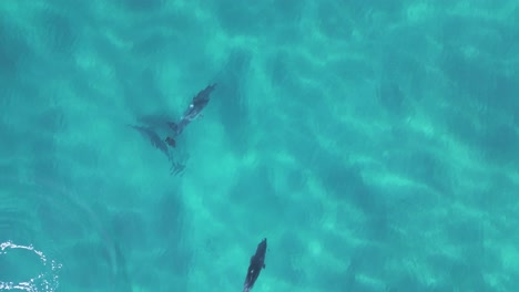 a wild pod of dolphins playfully interact as a family under the ocean surface