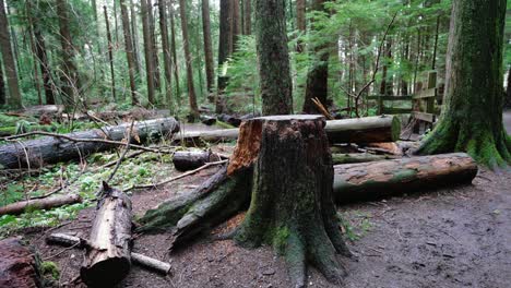 Pacific-Northwest,-Pacific-Spirit-Regional-Park-in-Vancouver,-British-Columbia-tree-cut-down,-cutting-trees