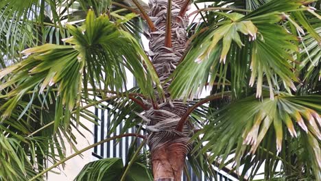 palmera tropical moviéndose con el viento