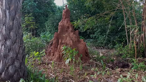 giant anthill berry berry in the middle of the forest in guinea bissau