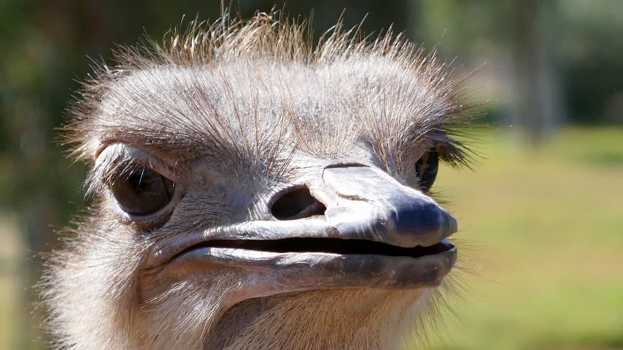 Primo piano di uno struzzo allo zoo
