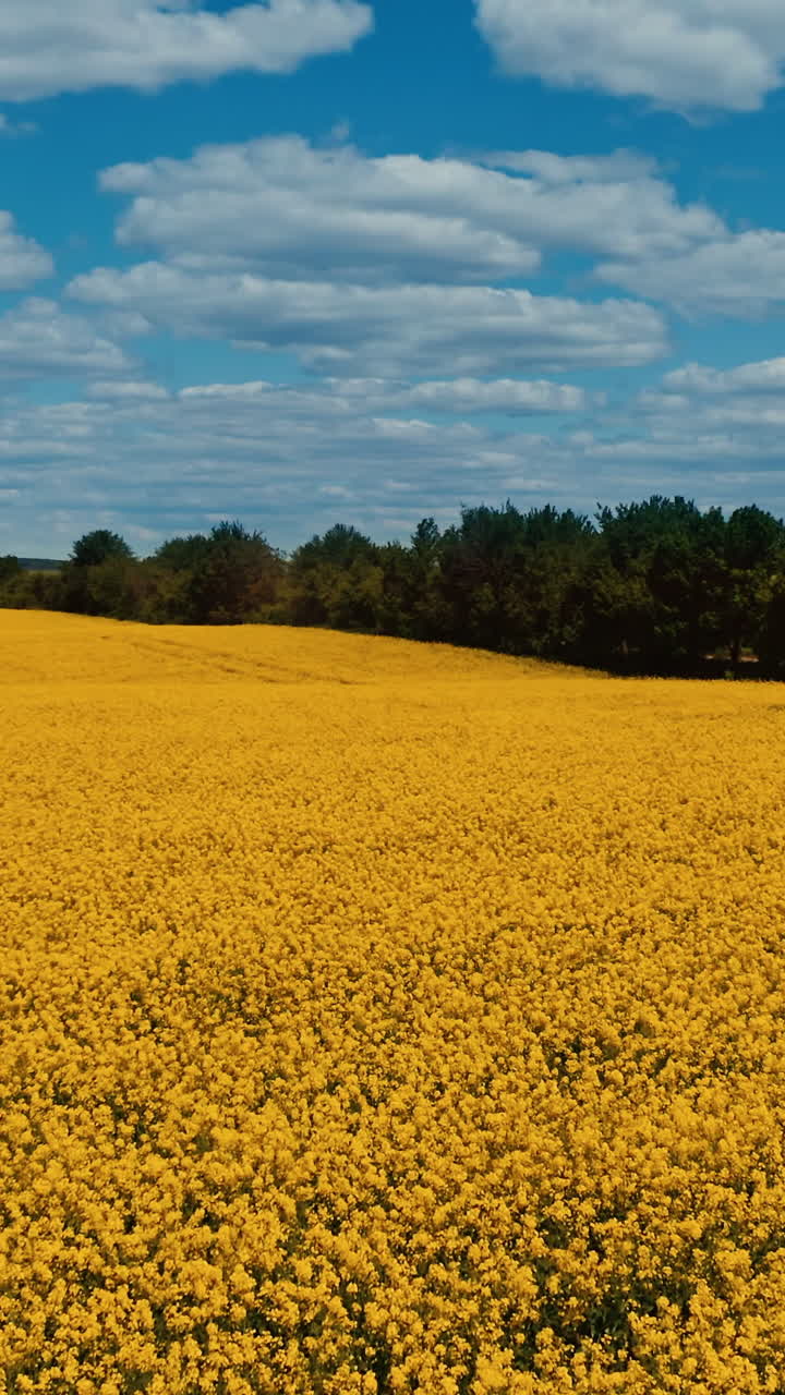 Blooming raps field landscape. Aerial view of yellow rapeseed fields