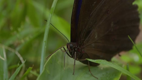 Un-Primer-Plano-De-Una-Mariposa-Morfeo-Bebiendo-Gotas-De-Agua-De-La-Superficie-De-Una-Hoja-Verde