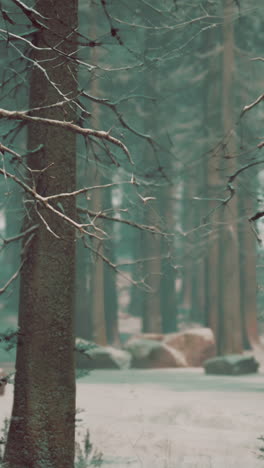 un bosque de invierno tranquilo