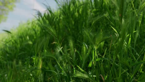 green barley crops in the rural fields