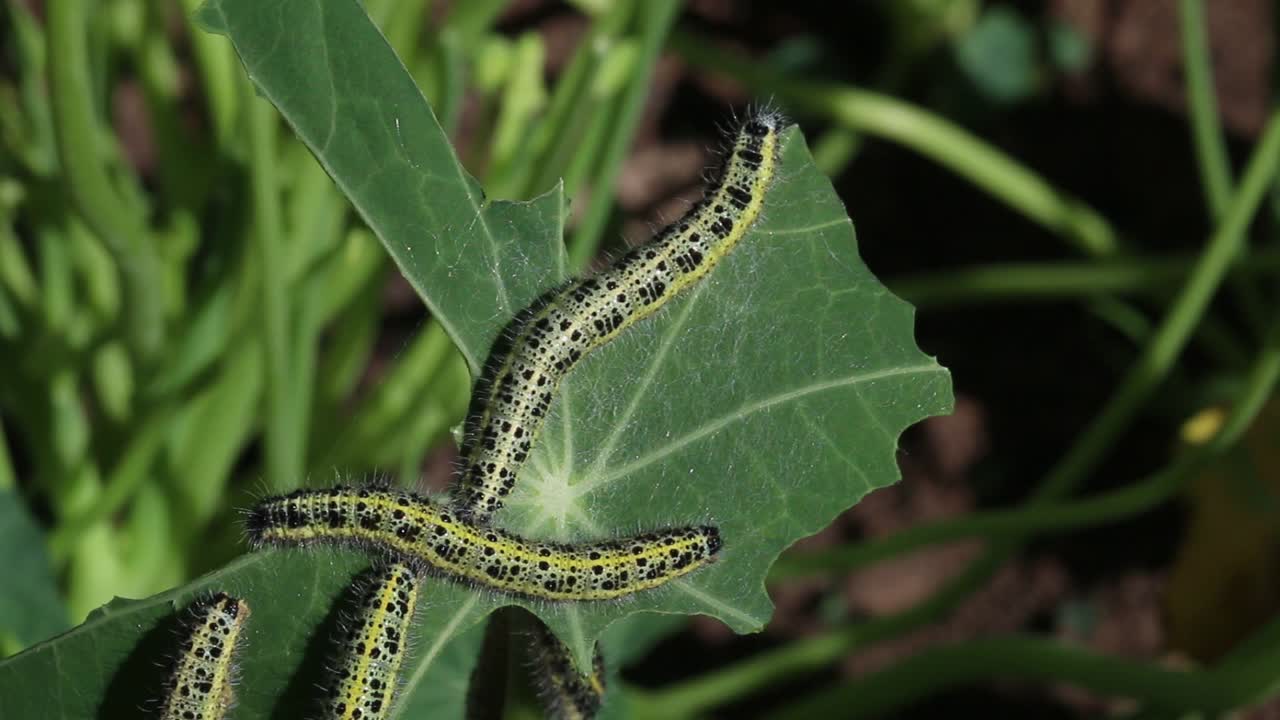 grandes larvas de mariposas blancas, pieris brassicae, alimentándose de hojas de capuchina