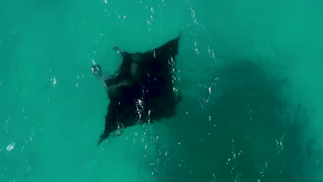 Vertikale-Ansicht-Von-Oben-Nach-Unten-Auf-Einen-Mantarochen,-Der-Im-Offenen-Wasser-In-Der-Nähe-Der-Pinieninsel-Schwimmt