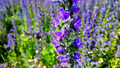 Extreme-closeup-shot-of-wildflowers-Latvia-in-garden-with-honeybee-flying-around-it