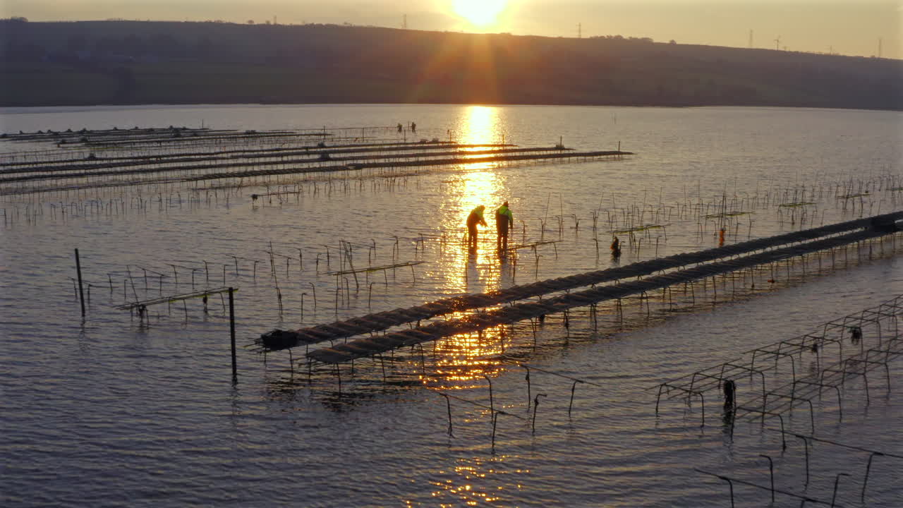 Intimate aerial view captures workers meticulously securing oyster bed frames at sunrise