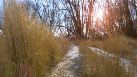 pov walking along a trail with tall grass on both side and trees ahead with the bright sun shining on a clear day