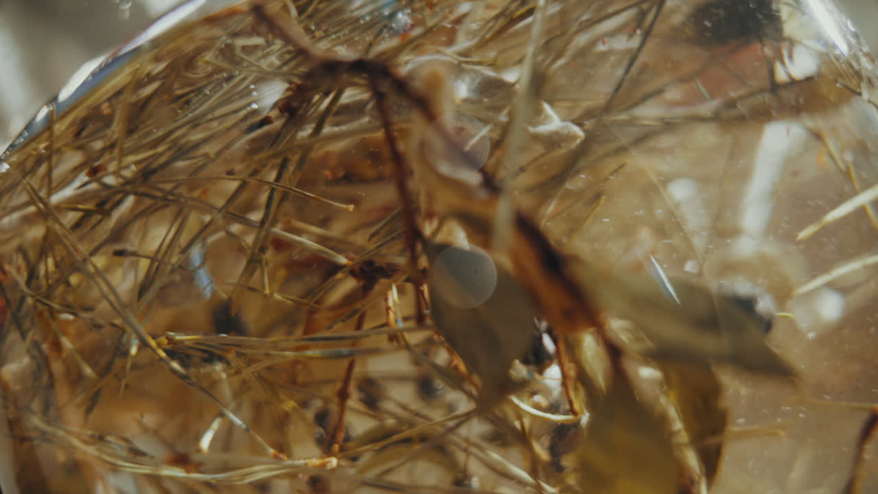 가까이 가서, 유리 병 안에 증류 된 진과 향기로운 건조 된 향신료 허브를 혼합