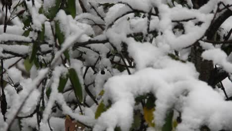 In-Den-Ferien-Schneit-Es-über-Dem-Wald