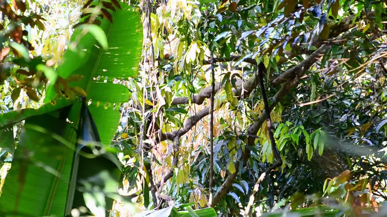 화창한 날 코스타리카의 해안 열대우림