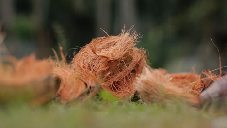 Cáscara-De-Coco-Con-Fibras-Marrones,-Aislada-De-Cerca