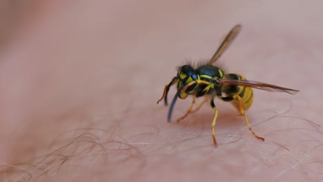 peaceful wasp sitting on hairy skin of human and cleaning herself, close up shot