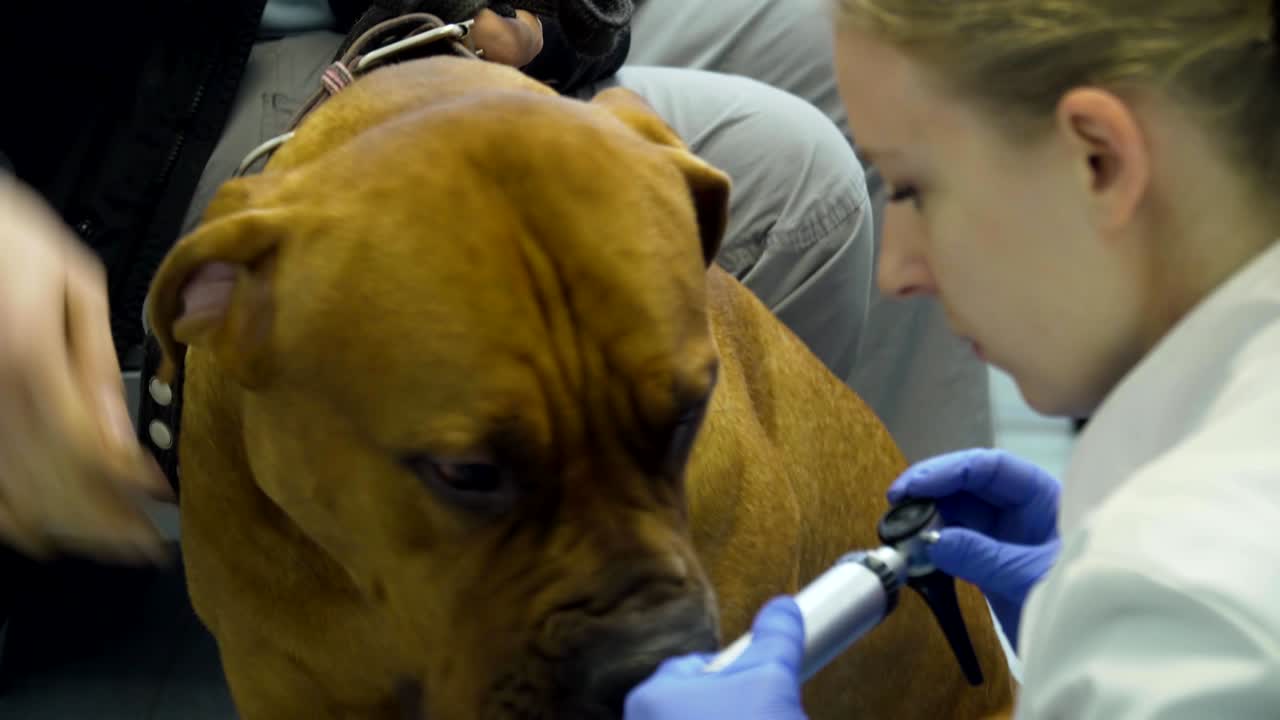 수의사 클리닉에 있는 개