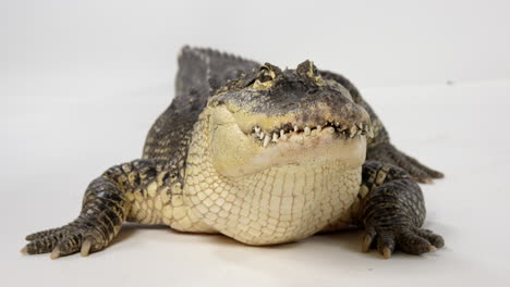 american alligator - head on shot - white background - dangerous animal