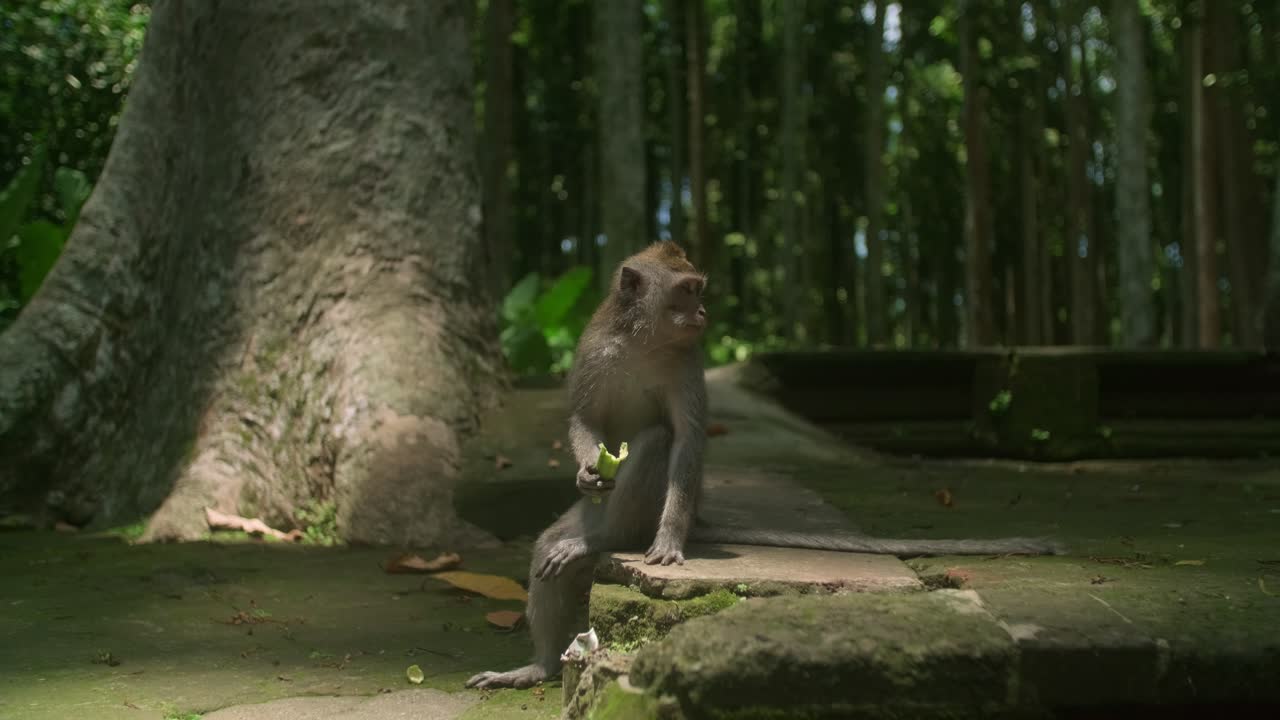 bosque de monos ubud: vistas aéreas del santuario sagrado de la selva de bali