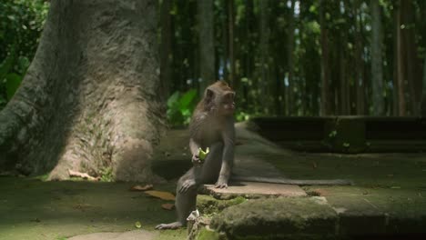 Ubud-Monkey-Forest:-Aerial-Views-of-Bali's-Sacred-Jungle-Sanctuary