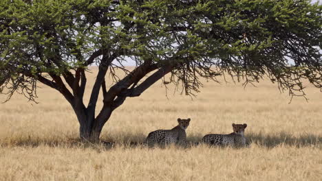 two cheetahs resting under a tree in the african savanna