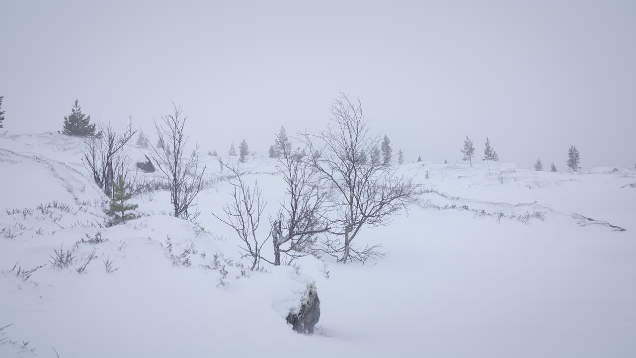A snowy landscape with sparse bare trees surrounded by dense fog, creating a tranquil winter atmosphere.