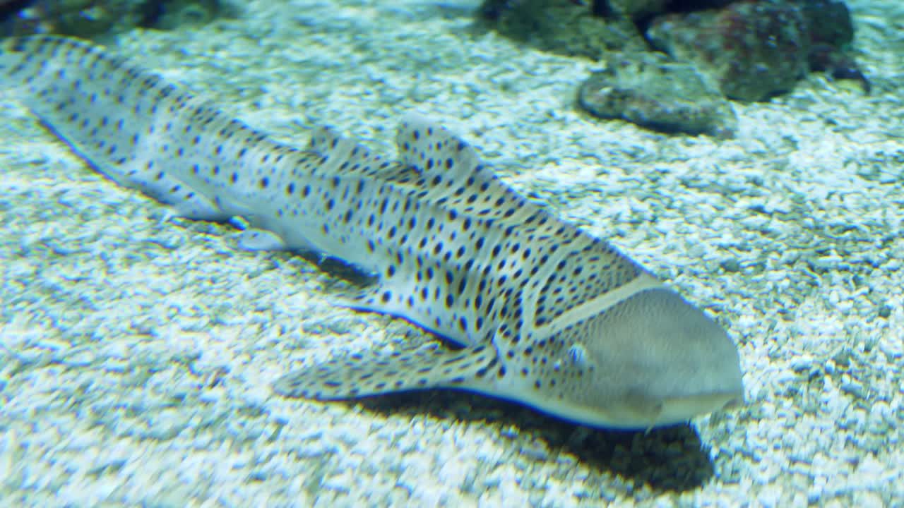 Squalo nutrice che riposa sul fondo dell'acquario