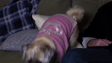 Cute-Long-Hair-Pug-Sitting-on-a-Couch-Before-Jumping-Down