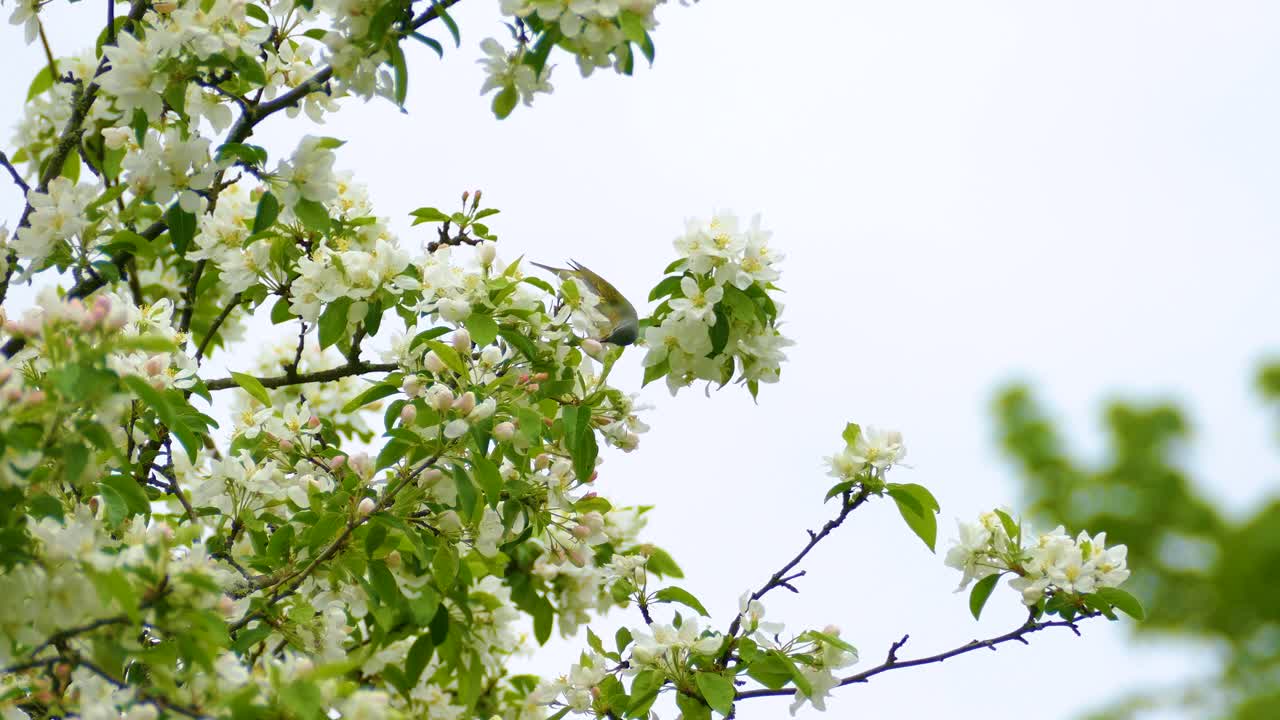 Small Bird Perched on a Branch of a Flowering Apple Tree