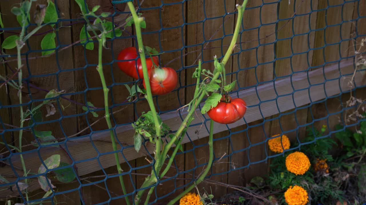 Red tomatoes grow on a vine in a sunny North Yorkshire garden