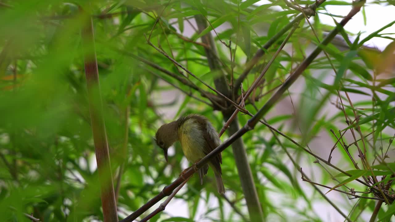 un pájaro sol femenino de garganta marrón posado en la rama de un árbol de bambú, limpiando, arreglando y limpiando sus plumas, tiro de cerca