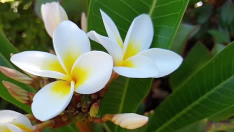 frangipani, plumeria