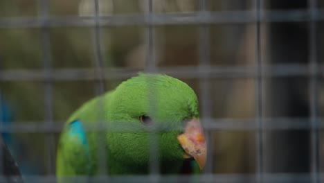 Bajanvögel-Eclectus-Roratus-Molukken-Eclectus-Grünpapagei-Aus-Nächster-Nähe-Im-Käfig